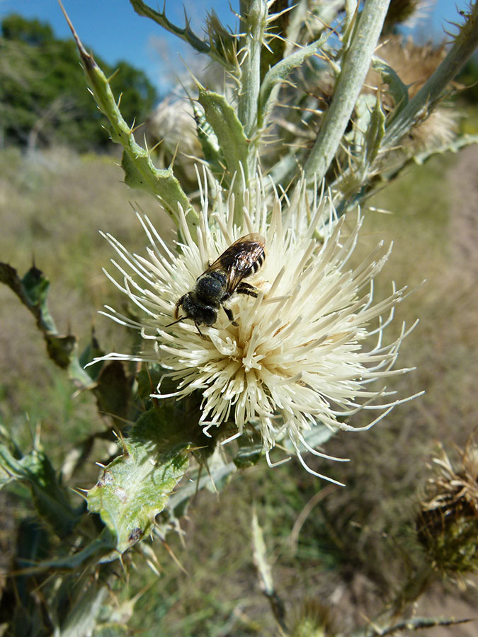 bee-colorado.jpg