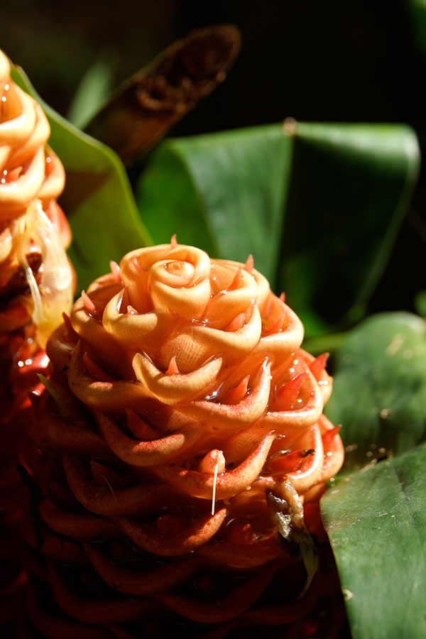 costa-rica-flower.jpg