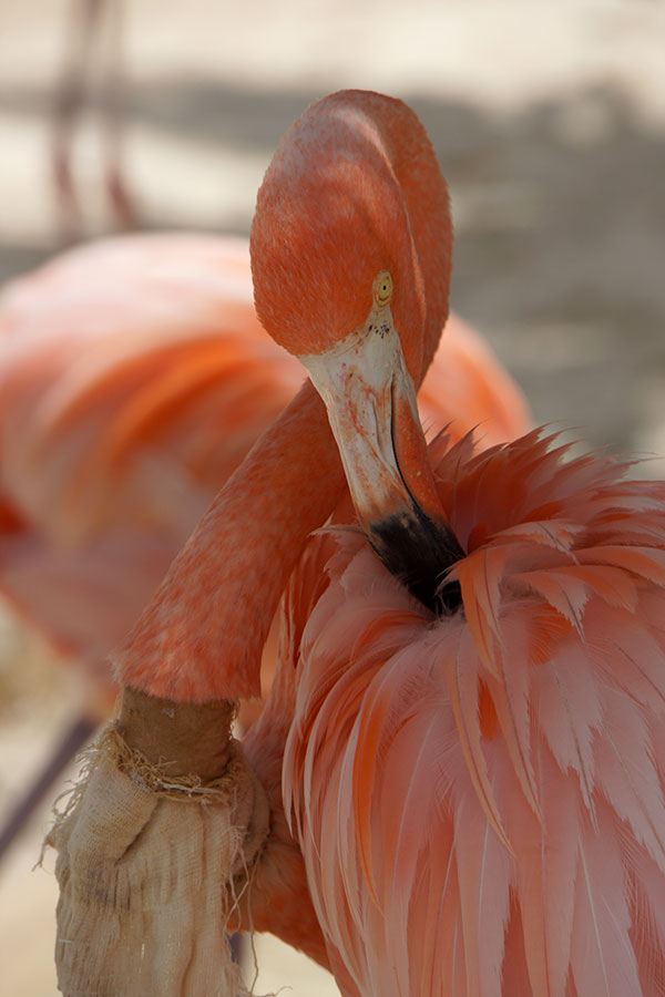 flamingo.jpg
