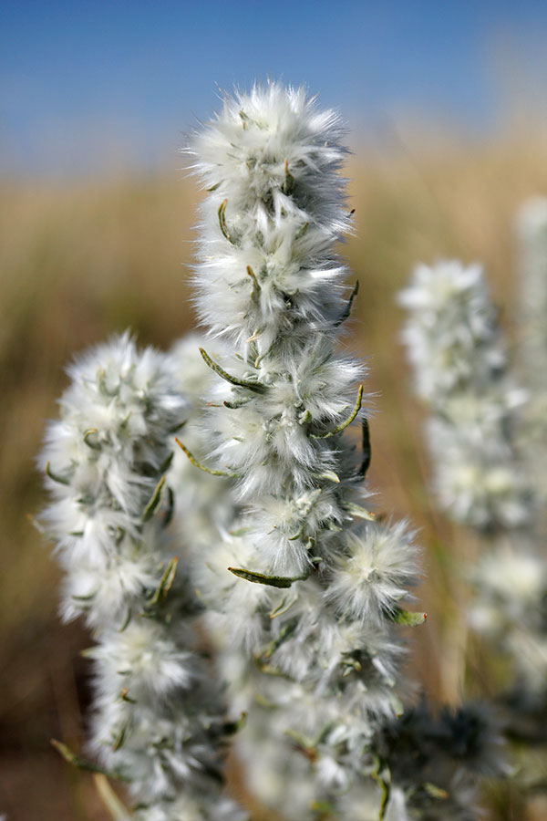 flower-san-dunes.jpg