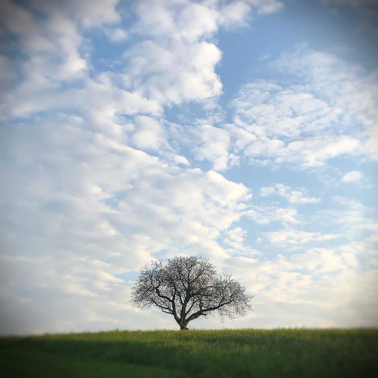 mytreemyroots4.jpg