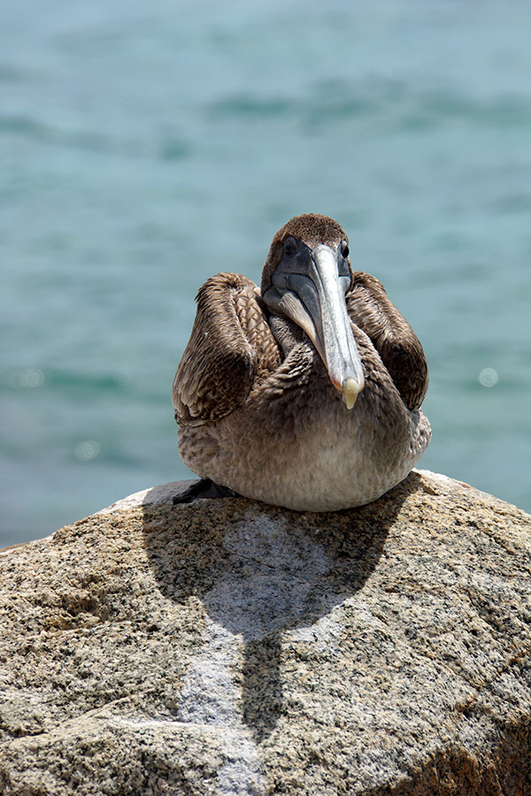 pelican.jpg