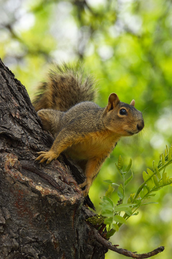 squirrel.jpg
