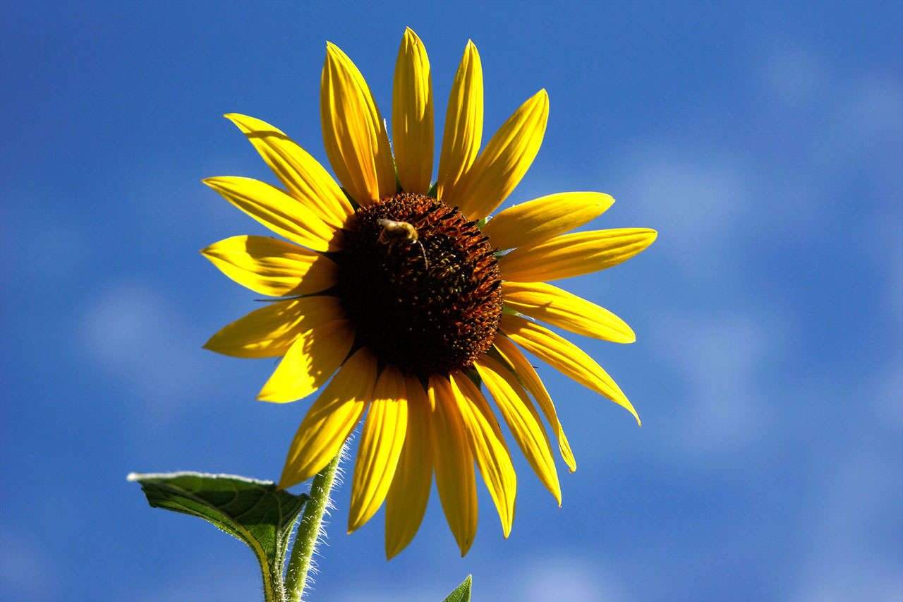 sunflower.jpg