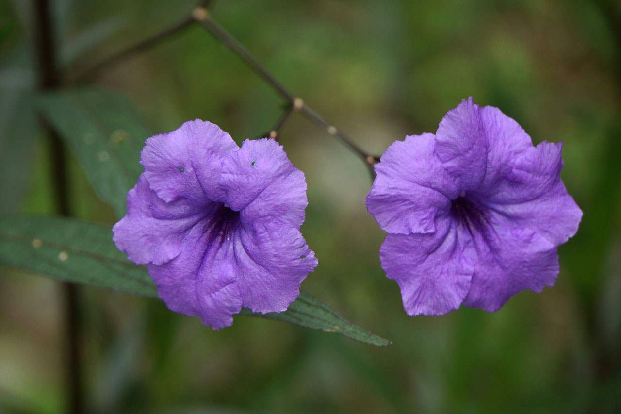 violet.jpg